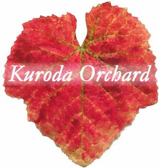 �X�`���[�x���̍g�t