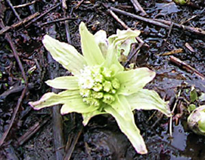 ���c�ʎ����@�ӂ��̂Ƃ�