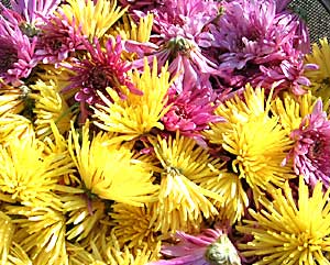 �H�p�e�@�e�@���c�ʎ���