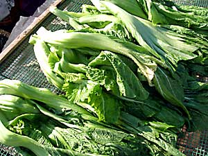 �Е��@�؁@���������@���c�ʎ���