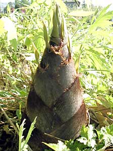 �����̂��@⡁@���c�ʎ���