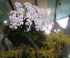 �Ƃ��ق����W�@�R�`���E�����@���