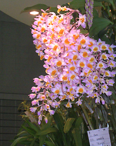 �Ƃ��ق����W�@�f���t�@�[���@���