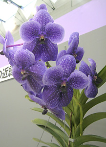 �Ƃ��ق����W�@�J�g���A�@���