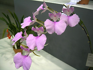 �Ƃ��ق����W�@�R�`���E�����@���